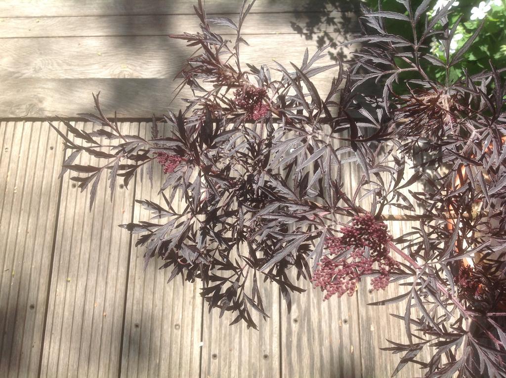 Au Fond Du Jardin Maison D'Hotes Saint-Saëns Esterno foto